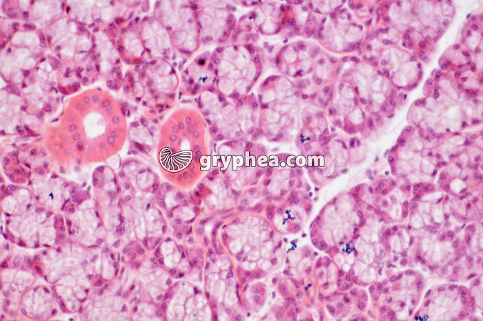 Glande salivaire x100 - gryphea.com